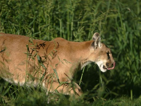 Wildlife holiday in Chile