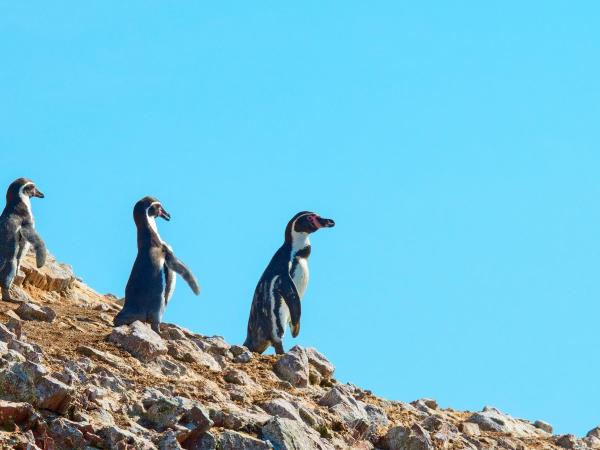 Chile self-drive holidays