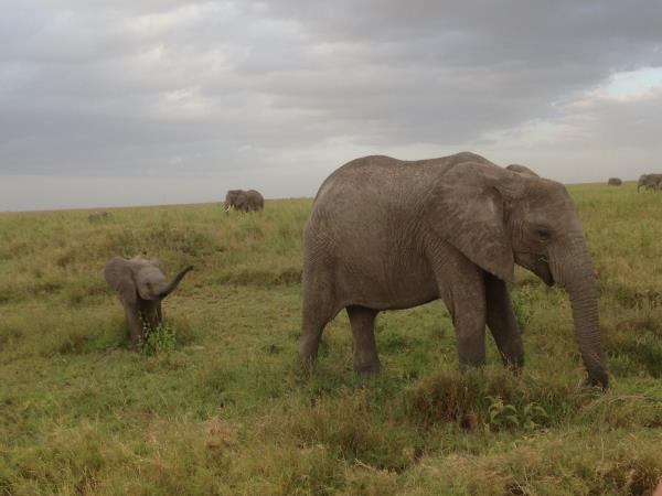 Tanzania volunteering and safari