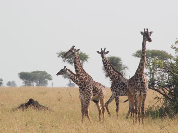 Tanzania volunteering and safari