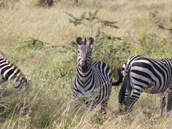 Tanzania volunteering and safari