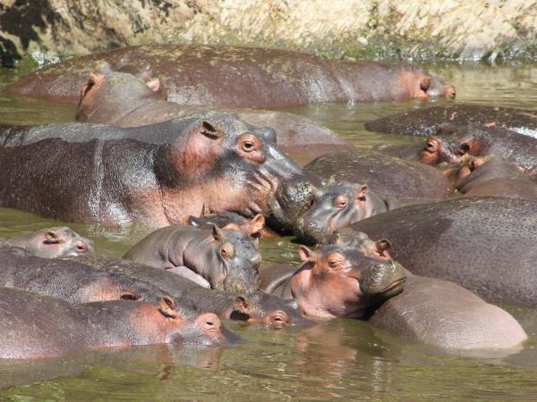 Tanzania volunteering and safari