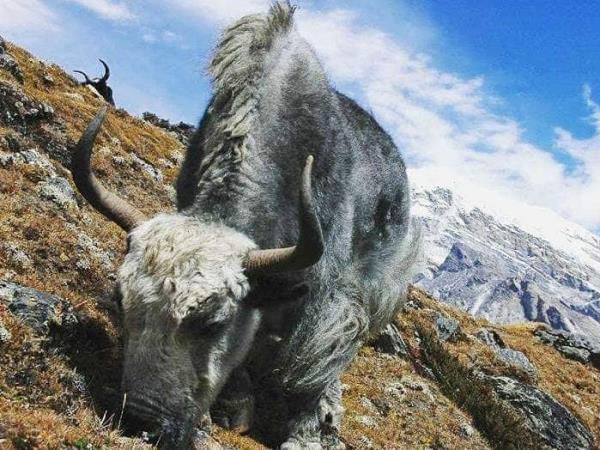 Helambu trekking holiday in Nepal