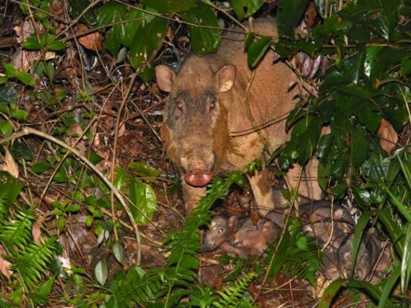 Tawau Hills wildlife tour in Borneo