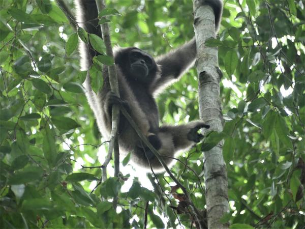 Tawau Hills wildlife tour in Borneo