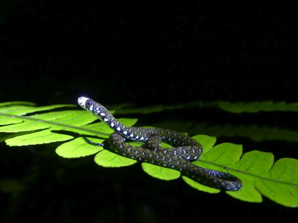 Tawau Hills wildlife tour in Borneo