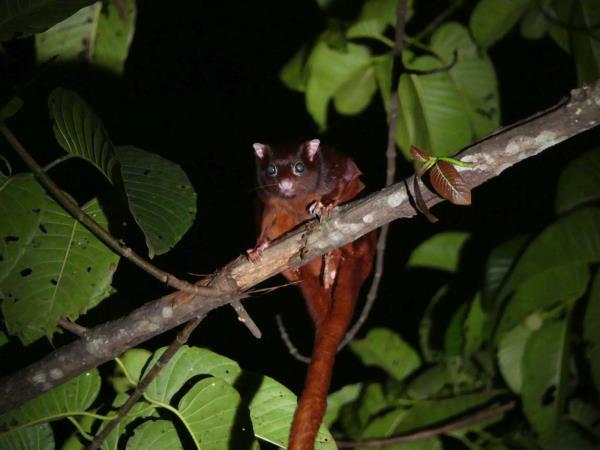 Tawau Hills wildlife tour in Borneo