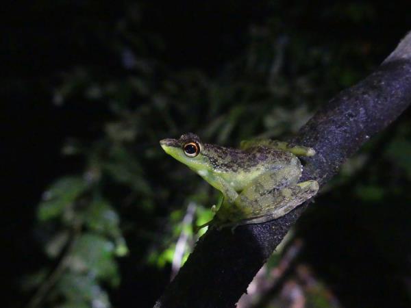 Tawau Hills wildlife tour in Borneo