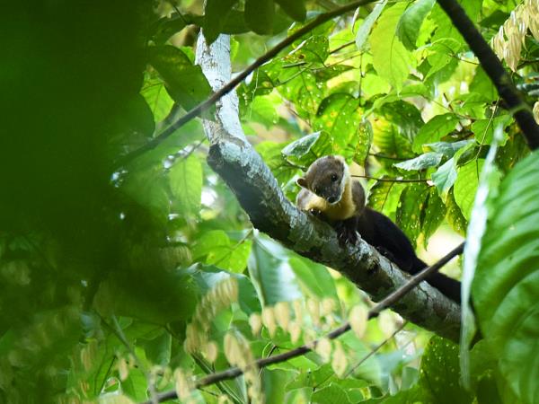 Tawau Hills wildlife tour in Borneo