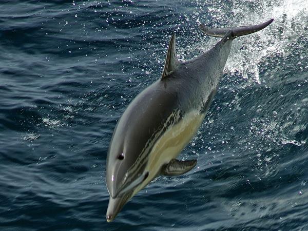 Dolphin conservation holiday in Greece