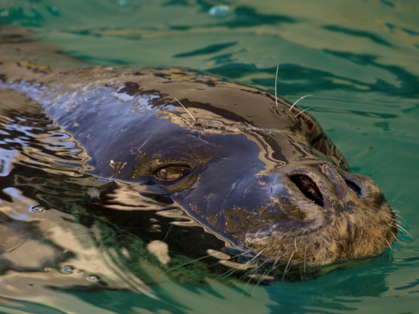 Dolphin conservation holiday in Greece