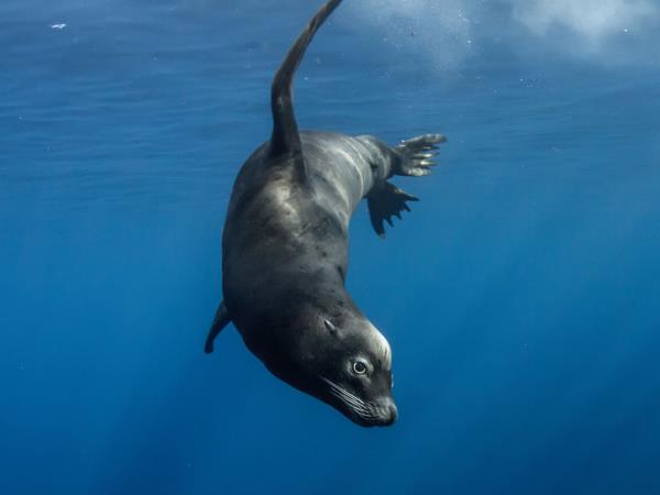 Ecuador and Galapagos Islands wildlife tour