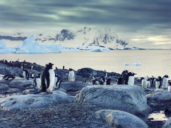 Antarctic 8 day tour