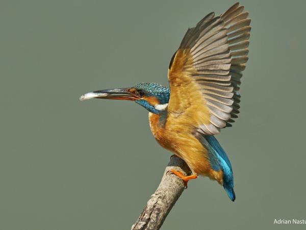 Wildlife photography holiday in Romania