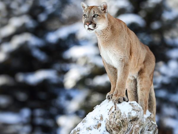 Puma tracking in Patagonia holiday