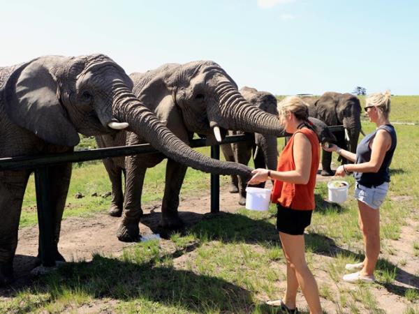 Volunteer with elephants in South Africa, 1 week
