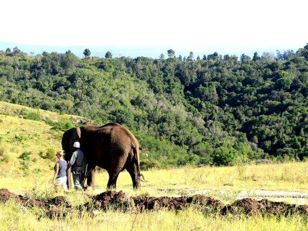 Volunteer with elephants in South Africa, 1 week