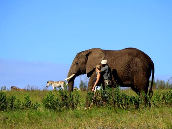 Volunteer with elephants in South Africa, 1 week