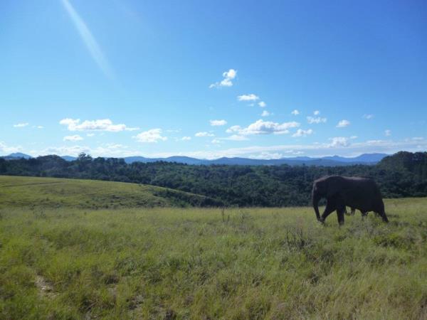 Volunteer with elephants in South Africa, 1 week