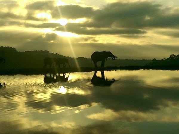 Volunteer with elephants in South Africa, 1 week
