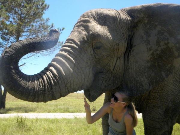 Volunteer with elephants in South Africa, 1 week