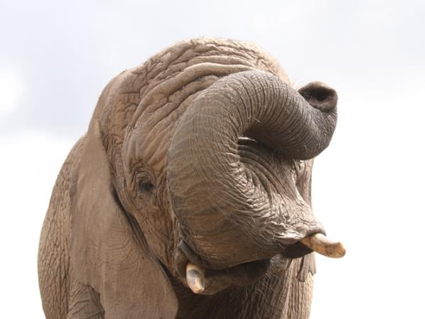 Volunteer with elephants in South Africa, 1 week