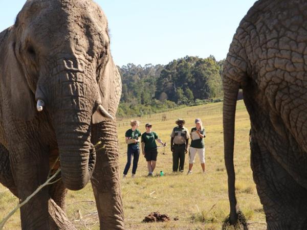 Volunteer with elephants in South Africa, 1 week