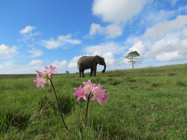 Volunteer with elephants in South Africa, 1 week