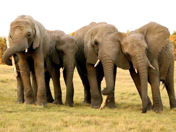 Volunteer with elephants in South Africa, 1 week