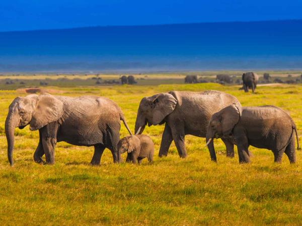 Kenya safari and Zanzibar beach holiday