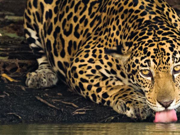 Amazon jaguar research expedition, Brazil