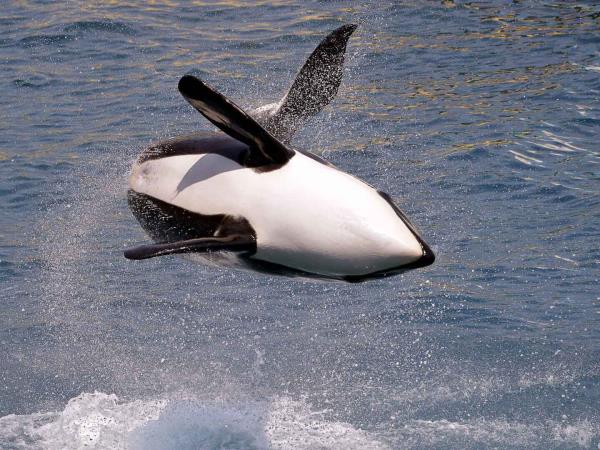 Swim with killer whales and humpback whales in Norway