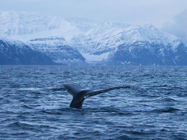 Swim with killer whales and humpback whales in Norway