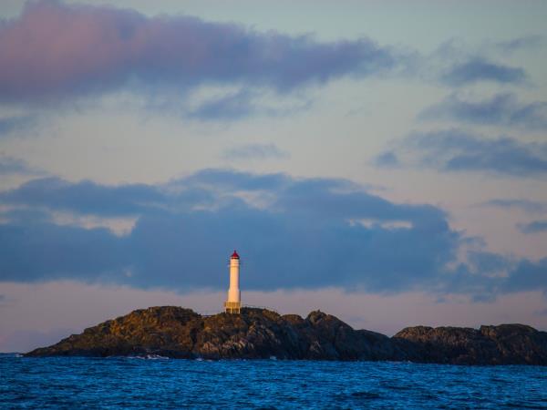 Swim with killer whales and humpback whales in Norway