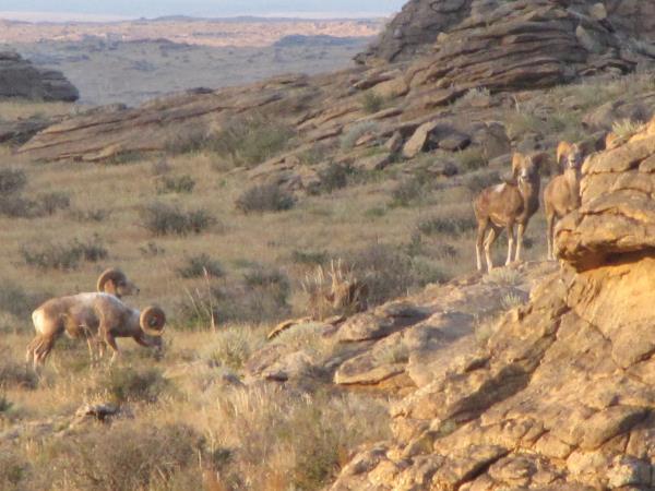 Mongolia Gobi Desert insight tour