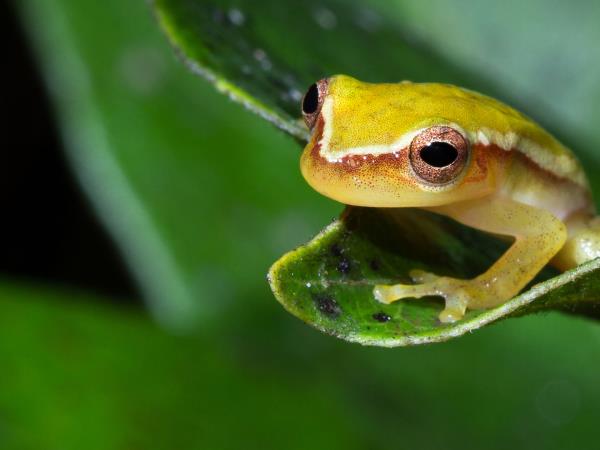 Belize holiday, wildlife, culture and beach