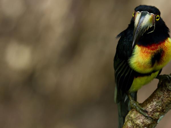 Belize holiday, wildlife, culture and beach