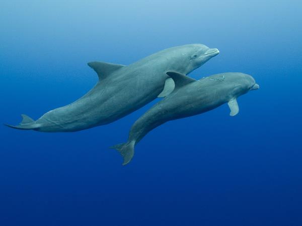 Belize holiday, wildlife, culture and beach