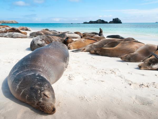 Galapagos cruise plus Ecuador and Peru