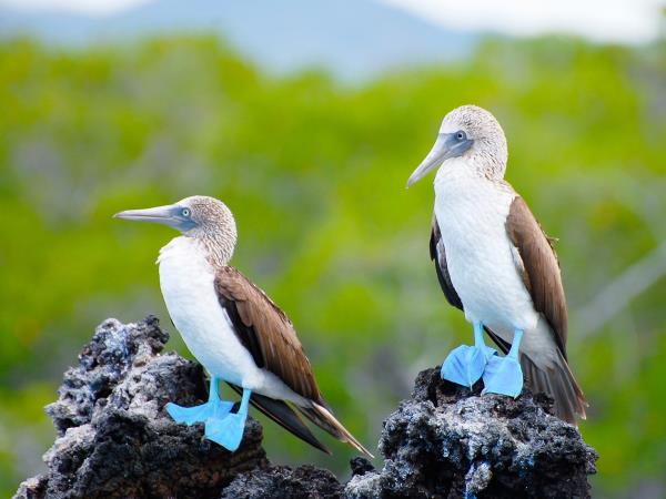 Galapagos cruise plus Ecuador and Peru