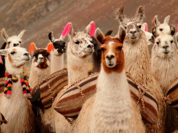 Peru cycling holiday
