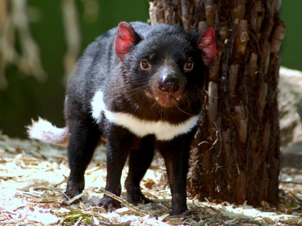 Tasmania and Victoria wildlife holiday, Australia