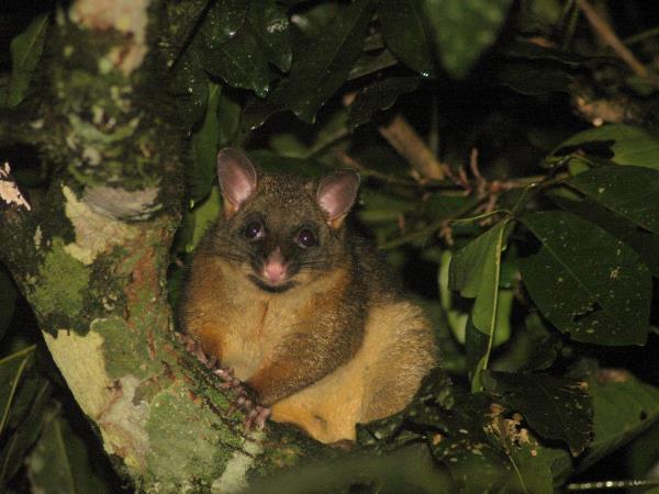 Tasmania and Victoria wildlife holiday, Australia