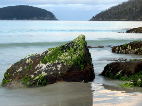 Tasmania and Victoria wildlife holiday, Australia