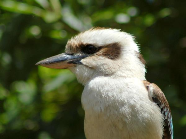 Tasmania and Victoria wildlife holiday, Australia
