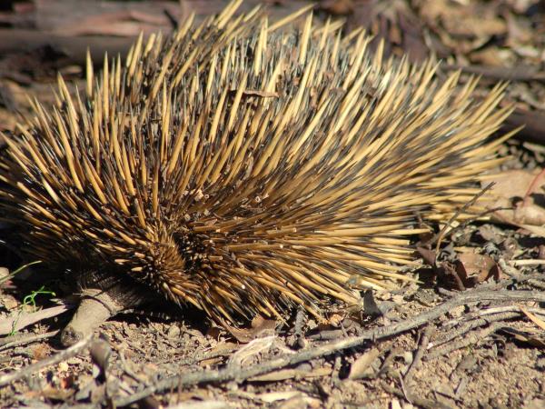 Tasmania and Victoria wildlife holiday, Australia