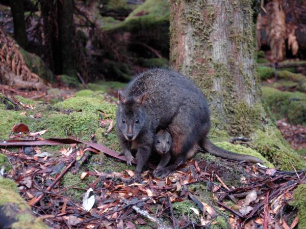 Tasmania and Victoria wildlife holiday, Australia