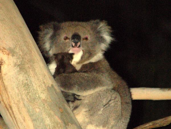 Tasmania and Victoria wildlife holiday, Australia