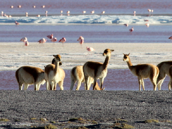 Bolivia photography holiday