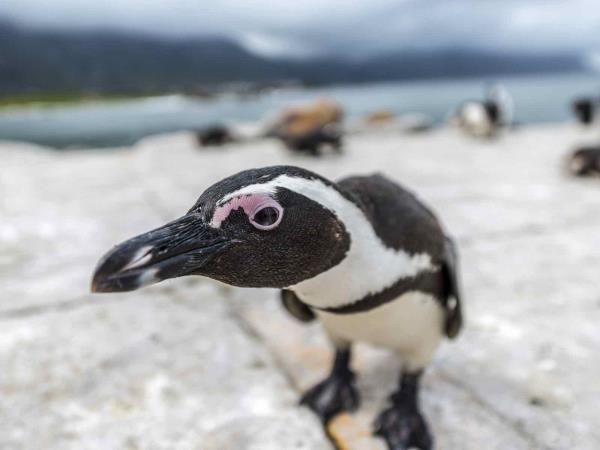 South Africa honeymoon, self drive
